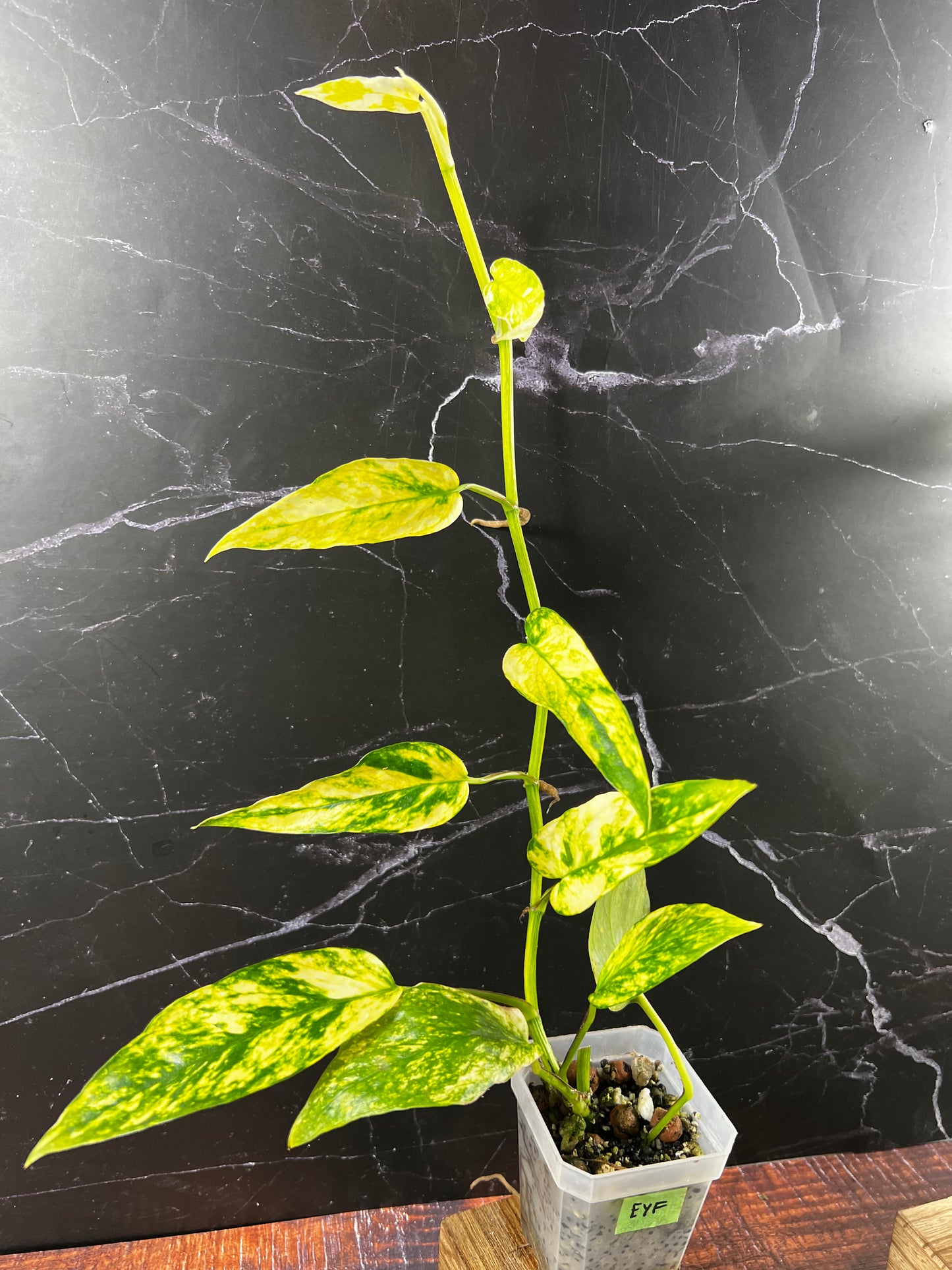 Epipremnum Yellow Flame