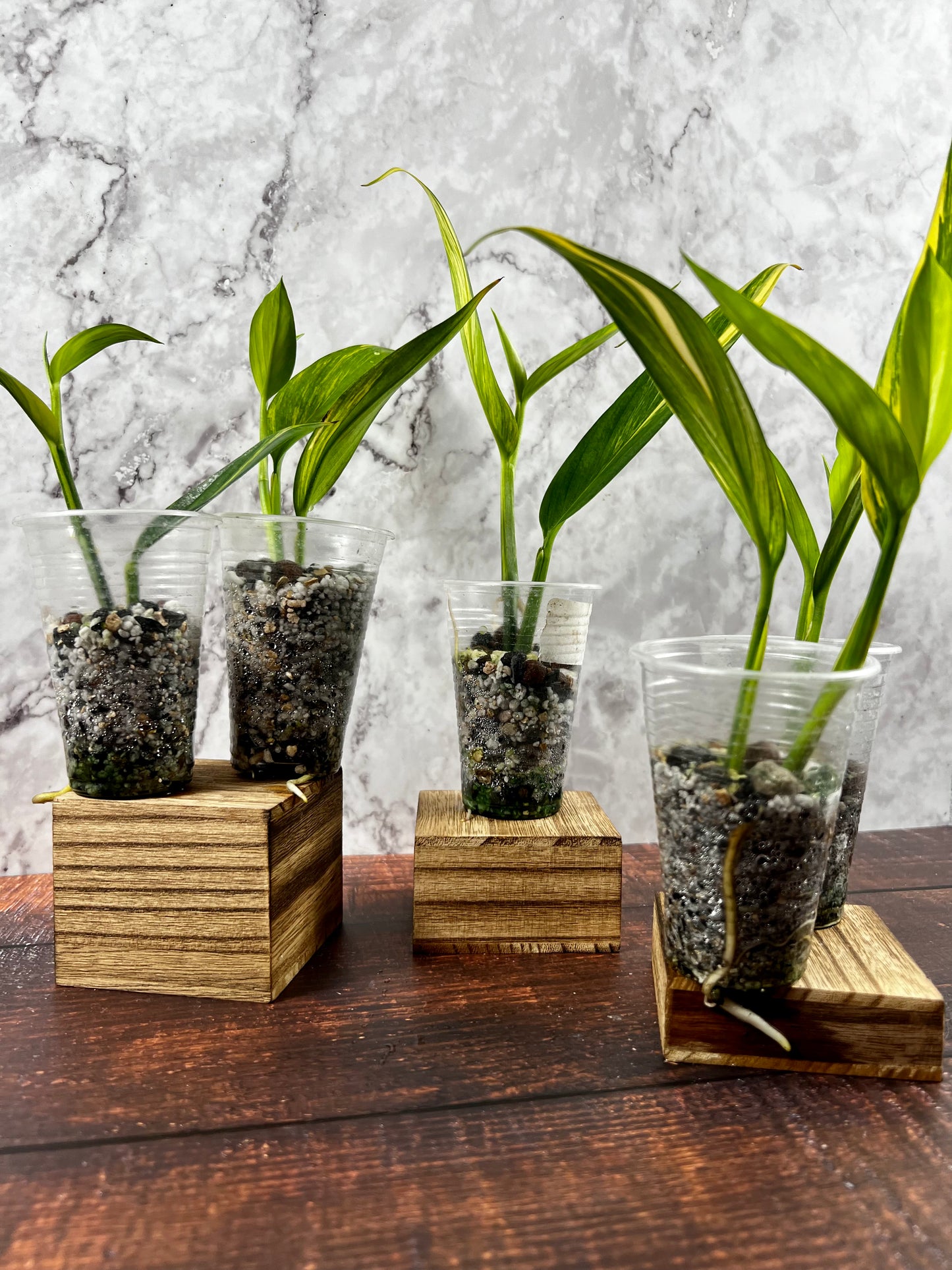 Variegated Epipremnum Amplissimum *Grower’s choice*