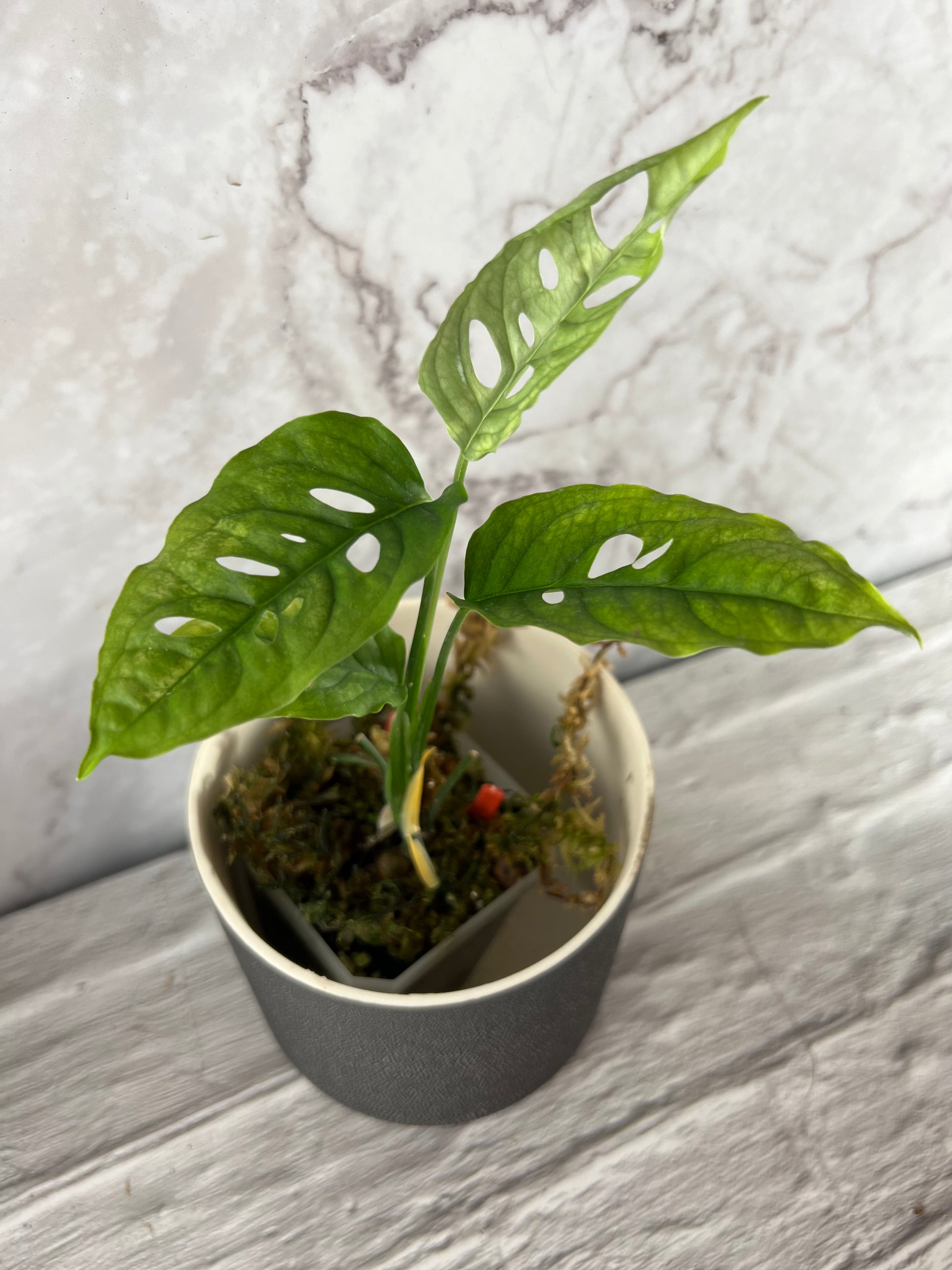 rare monstera for sale Rare Monstera Starter Pack – Zero's Plants