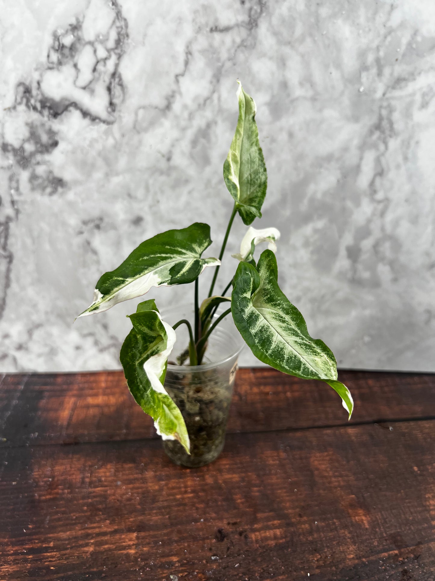 Syngonium T25