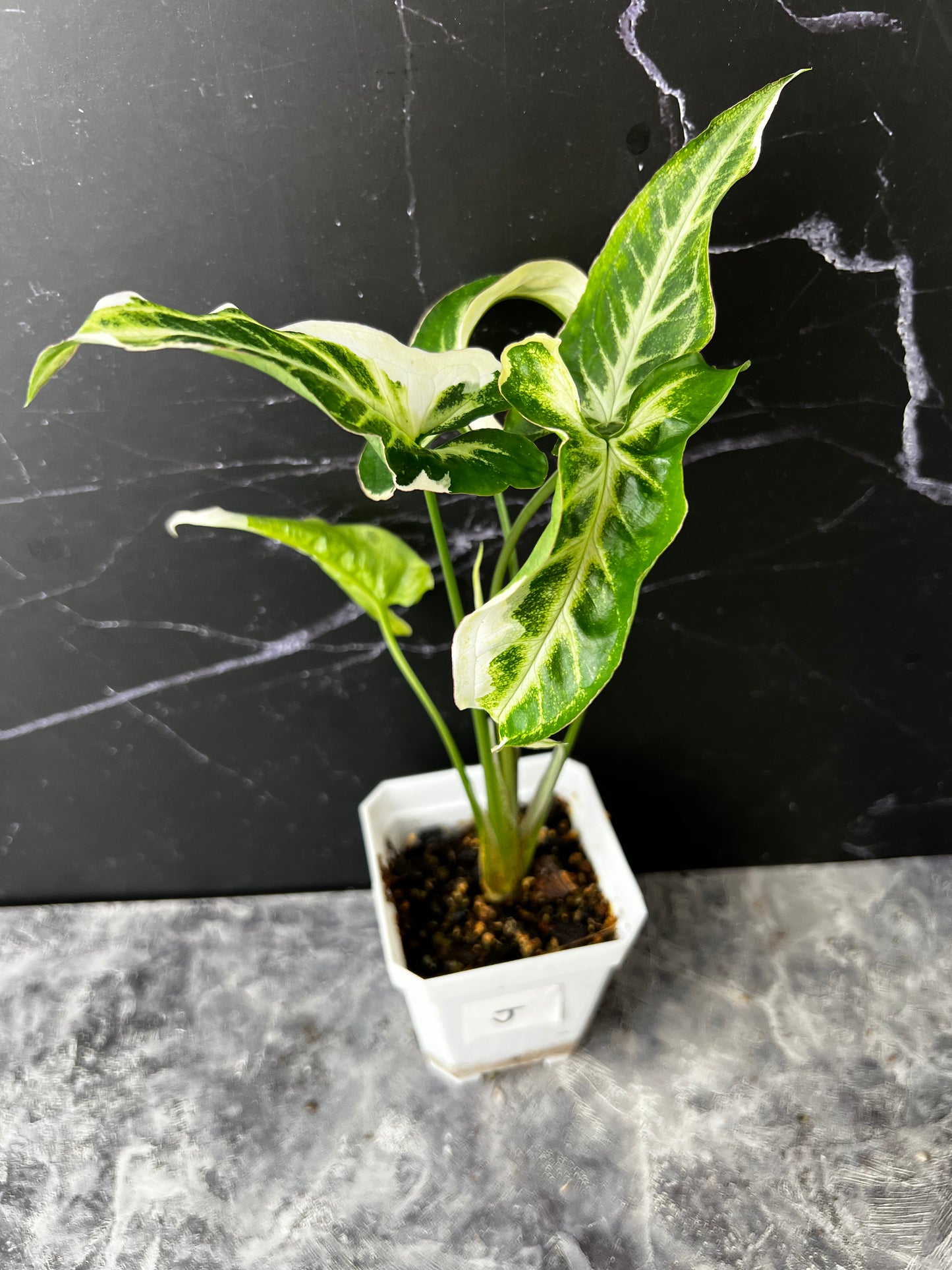 Syngonium T25