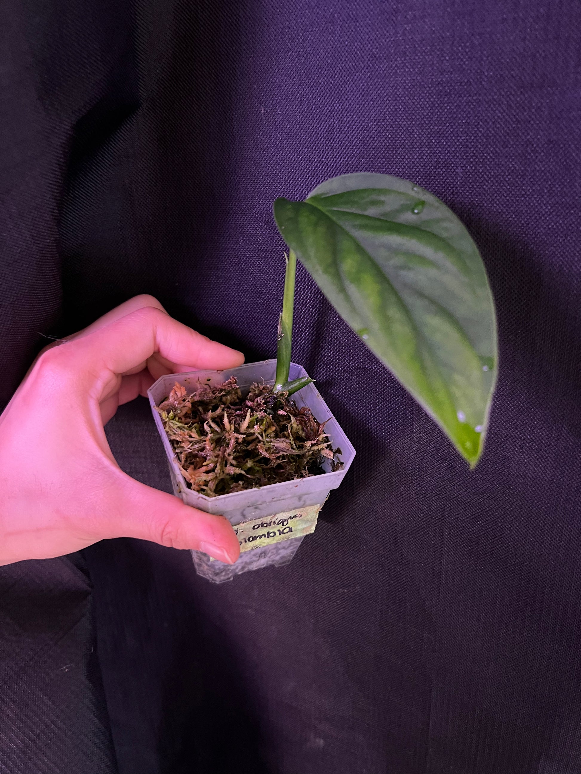 monstera xanthospatha Monstera Obliqua 'Colombia' – Zero's Plants