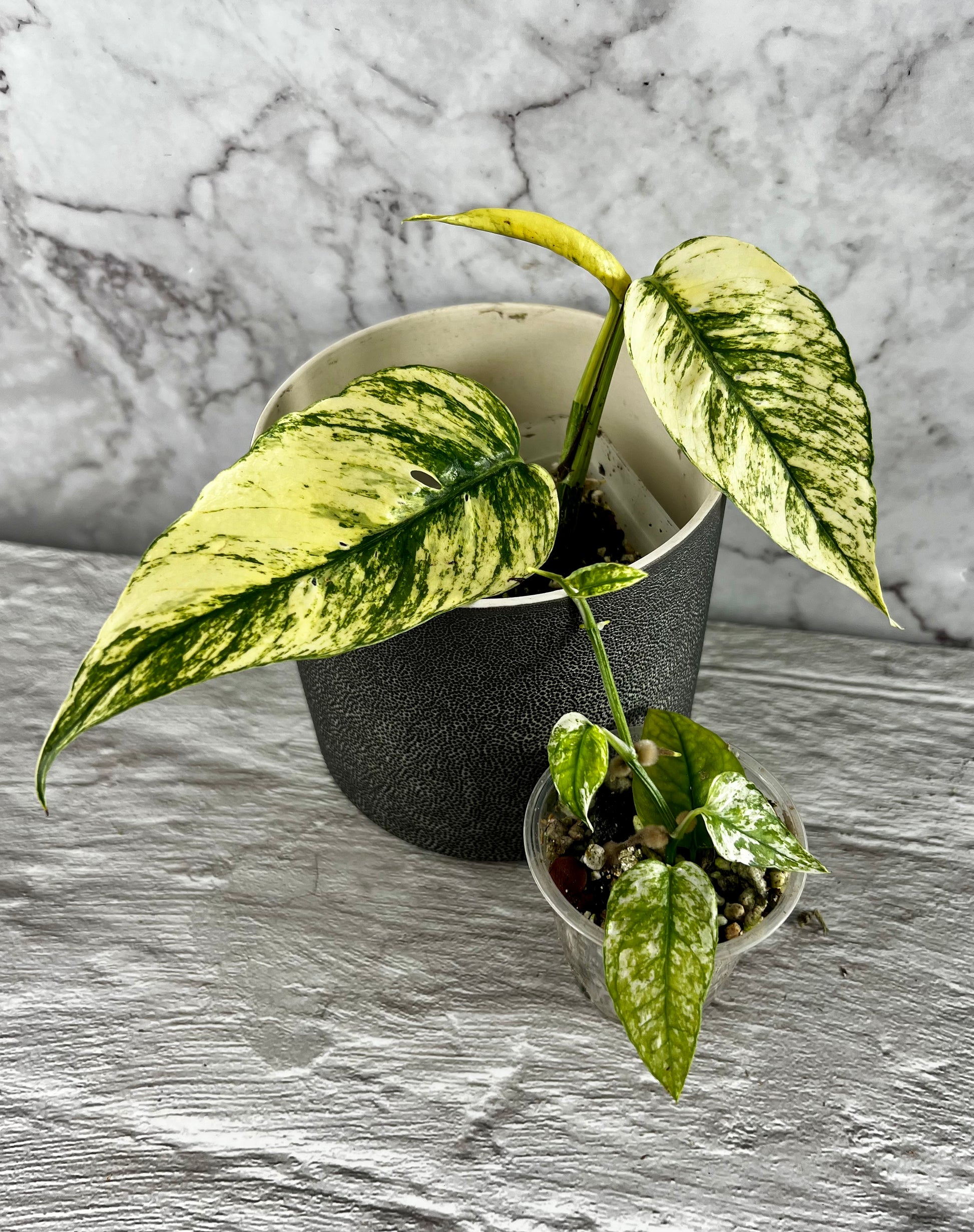 philodendron cebu blue Epipremnum 'Ghost' (Variegated 'Cebu Blue') – Zero's Plants