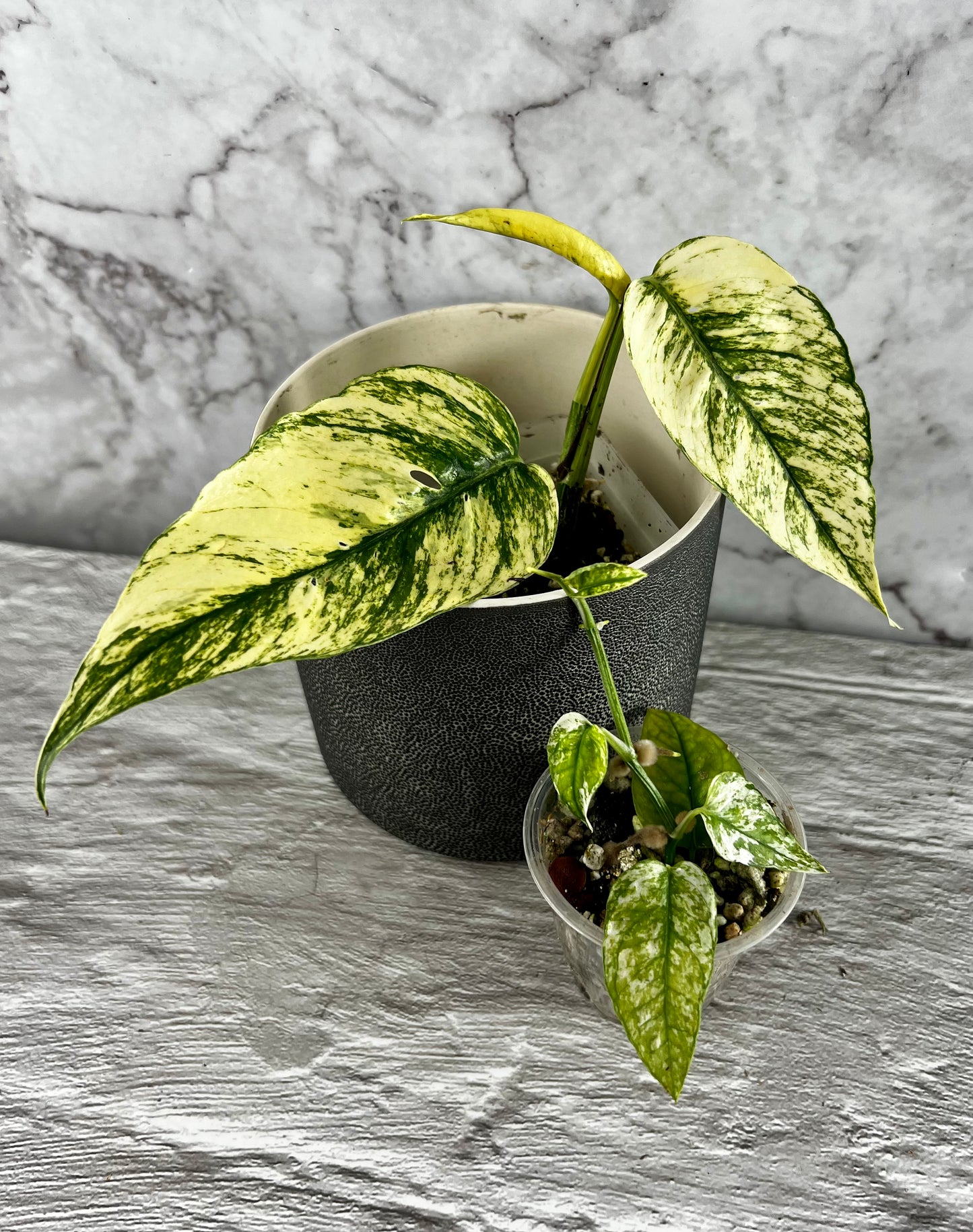 Epipremnum ‘Ghost’ (AKA Variegated ‘Cebu Blue’)