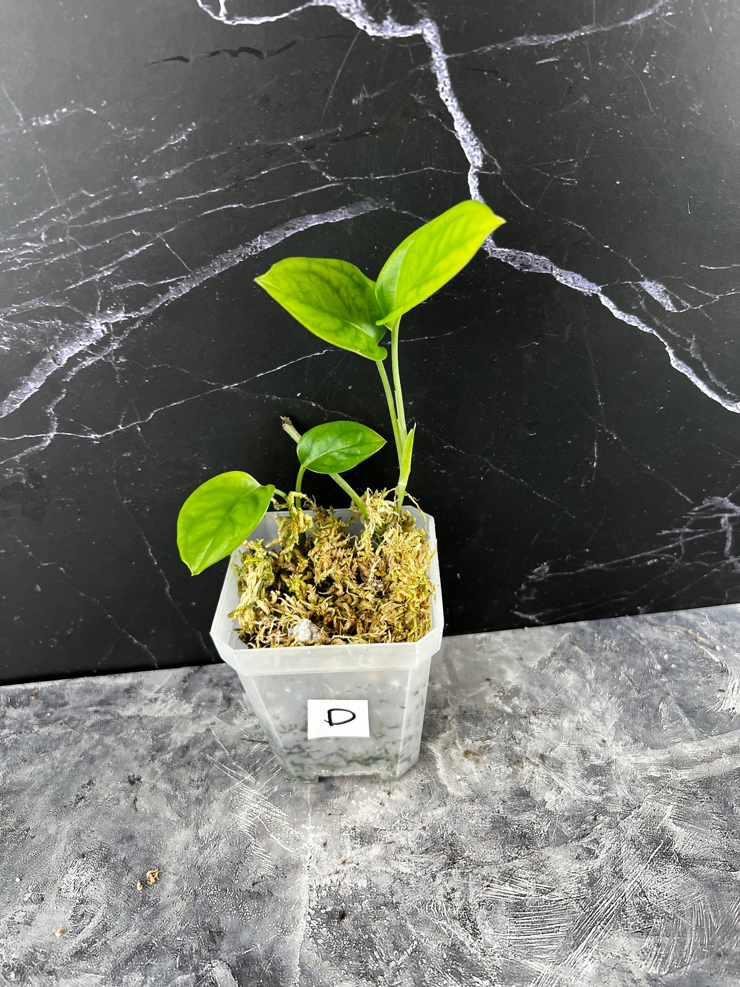 Monstera Obliqua ‘Brazil’