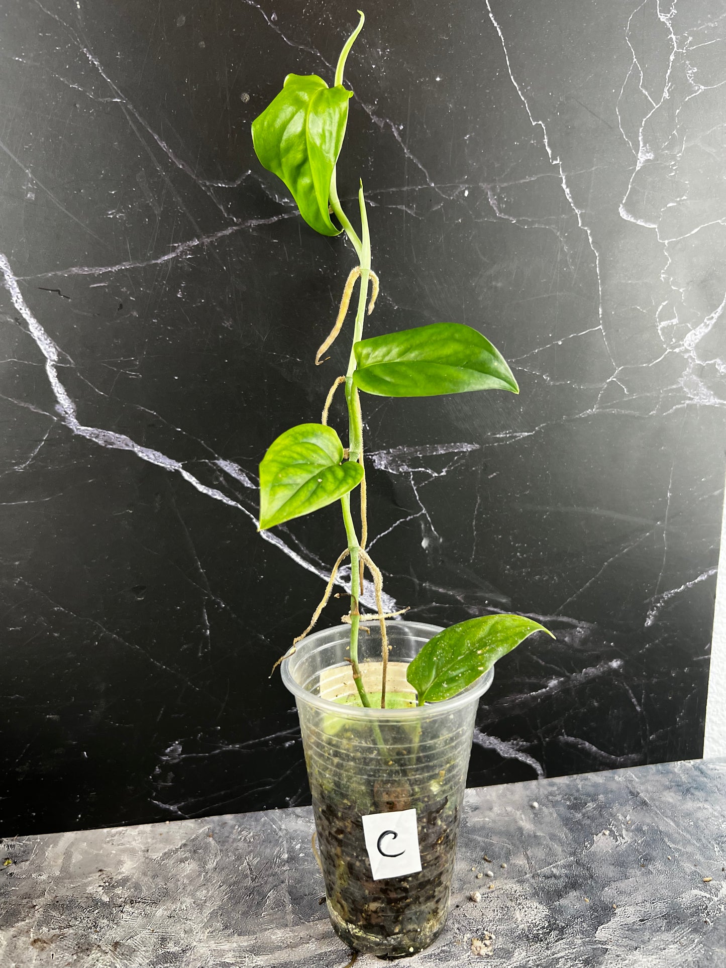 Monstera Obliqua ‘Brazil’